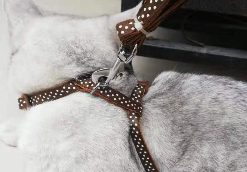 Collier harnais réglable, en nylon marron à pois STING